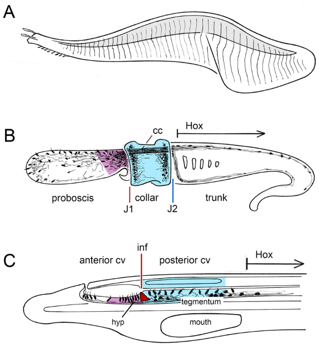 The Cambrian fossil Pikaia, and the origin of chordate somites | EvoDevo |  Full Text