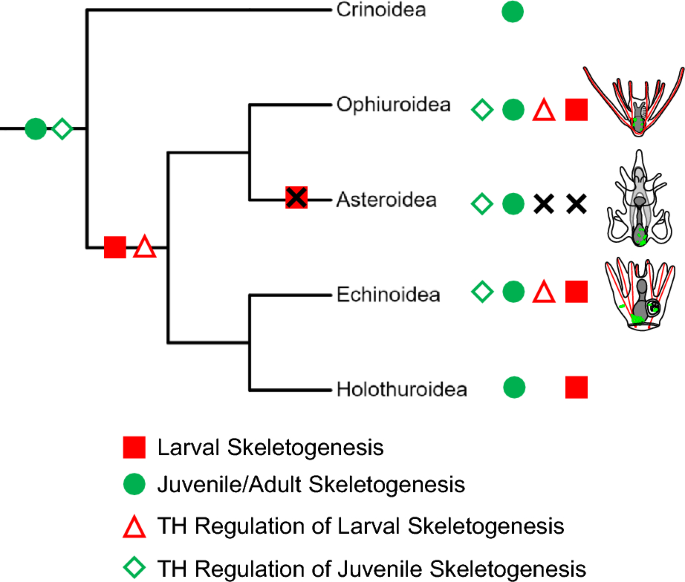 Shared regulatory function of non-genomic thyroid hormone signaling in echinoderm skeletogenesis
