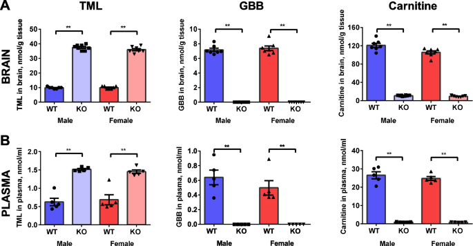 l carnitine benefits for autistic child l-carnitine adjunct to risperidone treatment... : International Clinical Psychopharmacology Knockout of Tmlhe in mice