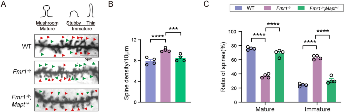 FMRP(1–297)-tat restores ion channel and synaptic function in a