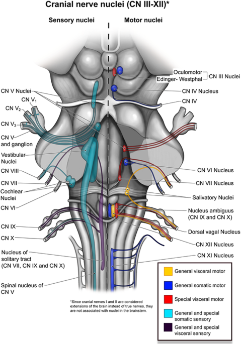 A radiologic review of hoarse voice from anatomic and neurologic  perspectives | Insights into Imaging | Full Text