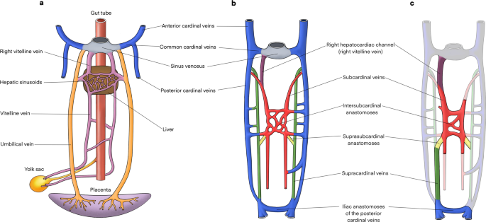 The inferior vena cava: anatomical variants and acquired pathologies |  Insights into Imaging | Full Text