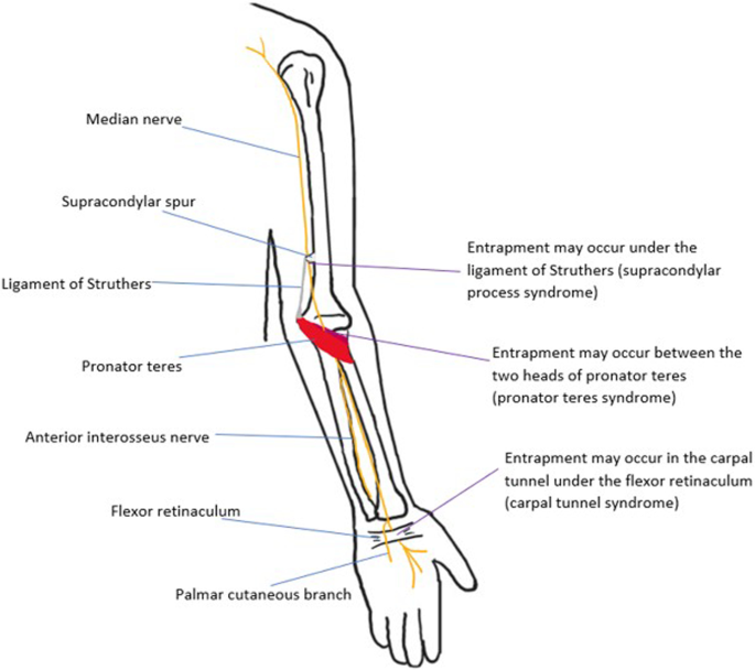 Nerve entrapment syndromes of the upper limb: a pictorial review, Insights  into Imaging