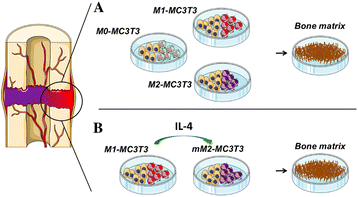 Macrophage states: there's a method in the madness: Trends in Immunology