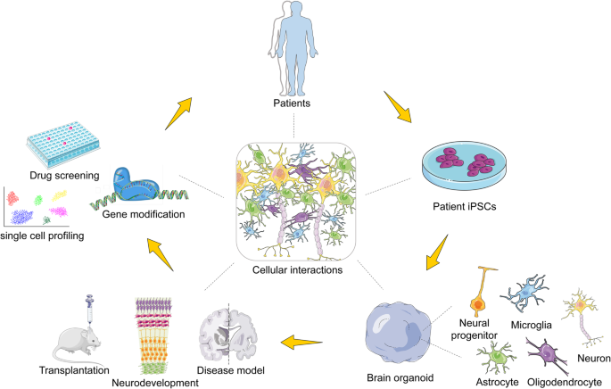 Brain-Region-Specific Organoids Using Mini-bioreactors for Modeling ZIKV  Exposure: Cell