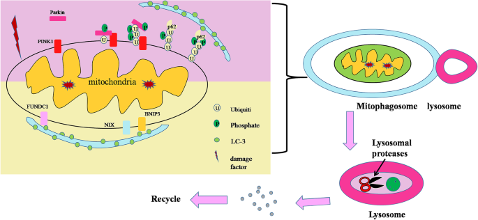 New insights into mitophagy and stem cells | Stem Cell Research & Therapy