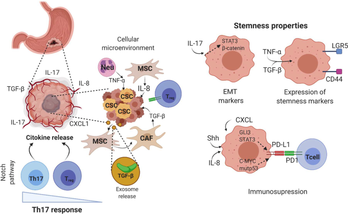 The cross talk between gastric cancer stem cells and the immune  microenvironment: a tumor-promoting factor | Stem Cell Research & Therapy |  Full Text