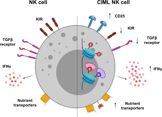 Cytokine-induced memory-like natural killer cells for cancer immunotherapy  | Stem Cell Research & Therapy | Full Text