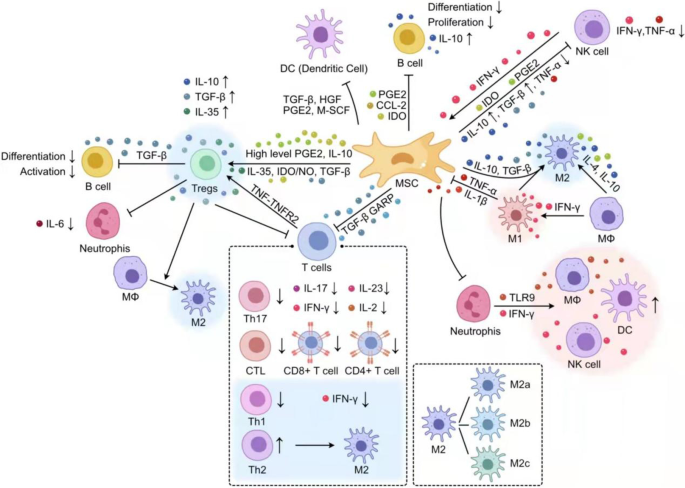 Immunomodulatory response in an experimental model of brain death