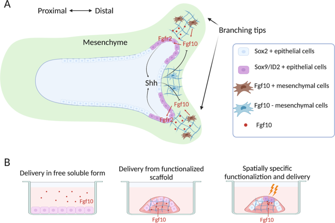 Complex urban atmosphere alters alveolar stem cells niche properties and  drives lung fibrosis