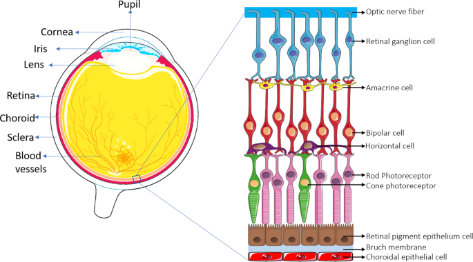 The retina and retinal pigment epithelium (RPE)