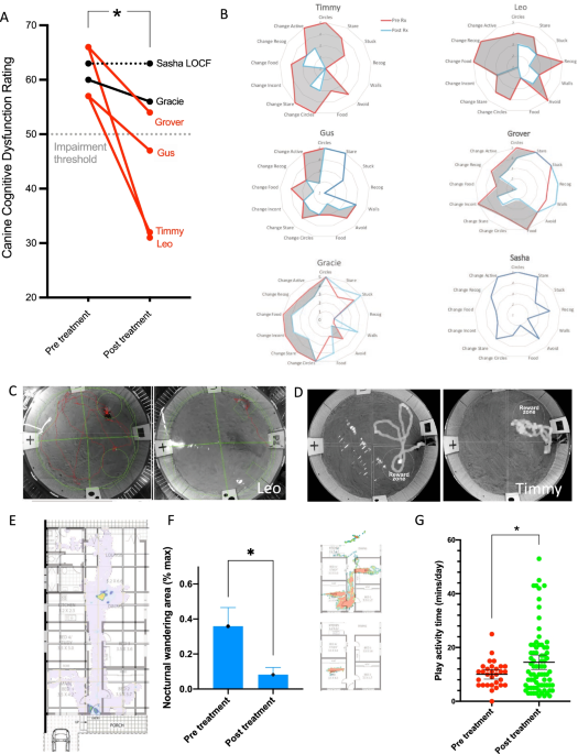 Autologous skin-derived neural precursor cell therapy reverses canine Alzheimer dementia-like syndrome in a proof of concept veterinary trial