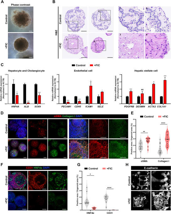 A human multi-lineage hepatic organoid model for liver fibrosis