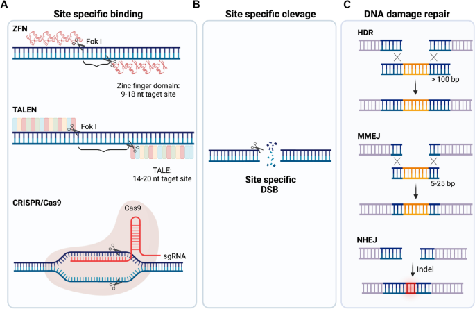 Base editing: advances and therapeutic opportunities