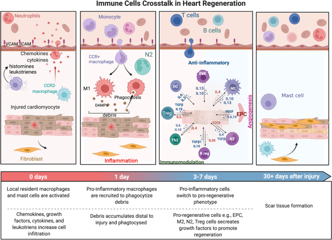 Therapeutic application of regeneration-associated cells: a novel