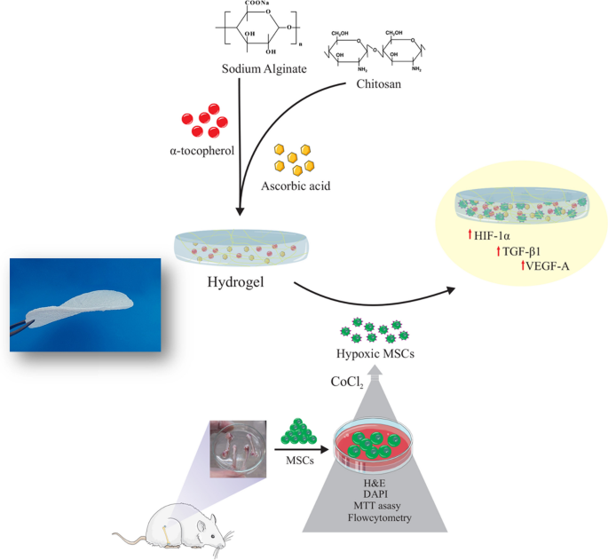 chitosan and alginate wound dressings a short review Enhanced healing of burn wounds by dressings with alginate: An updated systematic review and meta-analysis of randomized controlled trials