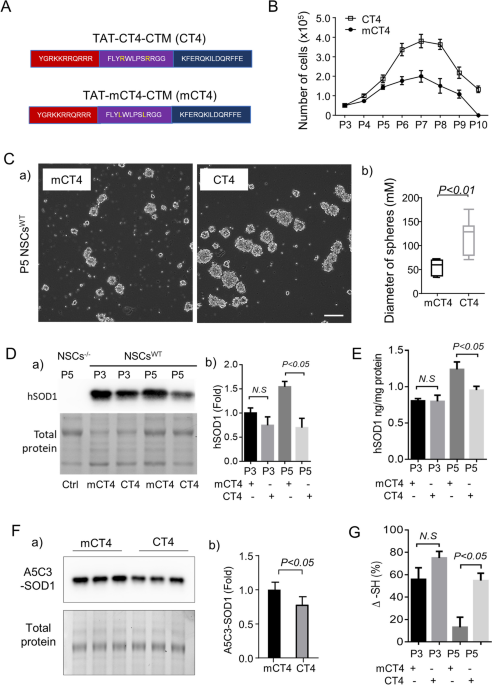 Oxidized SOD1 accelerates cellular senescence in neural stem cells | Stem  Cell Research & Therapy | Springer Nature Link