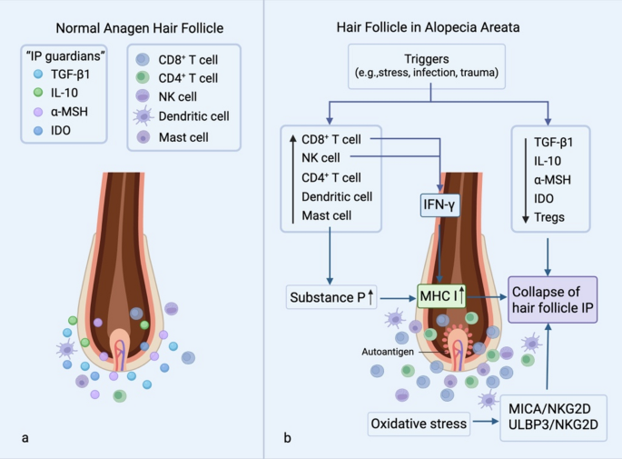 glutathione and steroids Depletion of hepatic adenosine by glucocorticoid exposure in Wistar rats is pregnancy-independent Stem cell-based therapies for alopecia