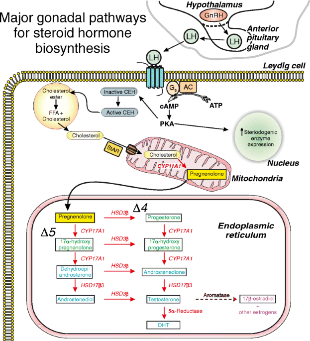 bsd.biomedcentral.com