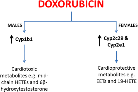 Modulation of Cytochrome P450 Gene Expression and Arachidonic Acid  Metabolism during Isoproterenol-Induced Cardiac Hypertrophy in Rats