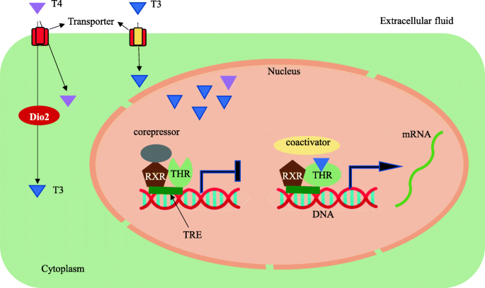 Ditki, Medical & Biological Sciences on X: Can you list triggers for  growth hormone secretion? What inhibits secretion? Learn more:   #ditki #meded #medicalschool #medstudent #nursing  #physicianassistant #usmle #pance #hormones