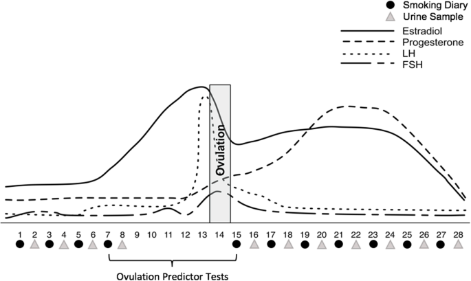 estradiol and smoking cigarettes The effect of reproductive hormones on women's daily smoking across the  menstrual cycle | Biology of Sex Differences