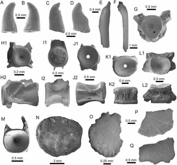 Transversely oriented bicuspid teeth of extant teiids. A and B