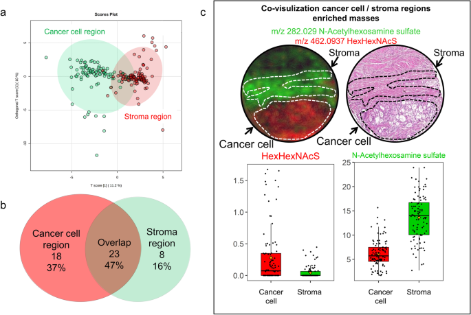 Mass Spectrometric and Glycan Microarray–Based Characterization of