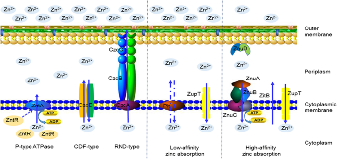 S. aureus enhances replication of SARS-CoV-2 in vitro through the bacterial  iron-regulated surface determinant protein A