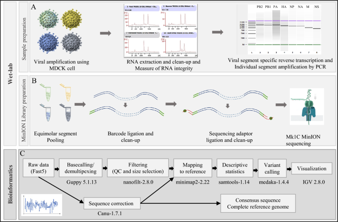 Genomic characterization of equine influenza A subtype H3N8 viruses by long read sequencing and functional analyses of the PB1-F2 virulence factor of A/equine/Paris/1/2018