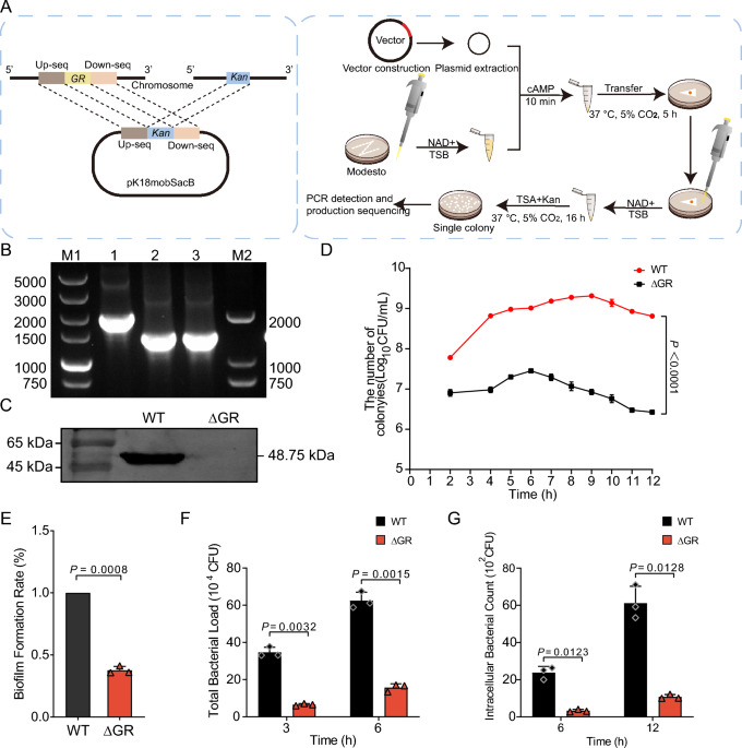 glutathione reductase deficiency symptoms Glutathione reductase modulates endogenous oxidative stress and affects  growth and virulence in Avibacterium paragallinarum | Veterinary Research