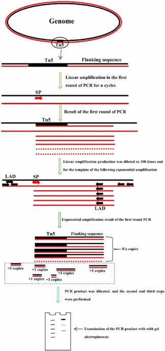 Linear and exponential TAIL-PCR: a method for efficient and quick  amplification of flanking sequences adjacent to Tn5 transposon insertion  sites | AMB Express | Full Text