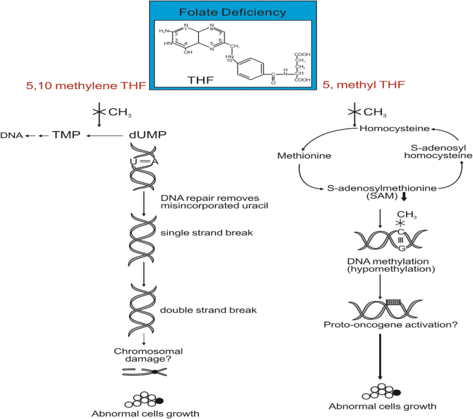 how long after quit drinking does glutathione restore How Long Does The Body Take To Recover From Alcohol?