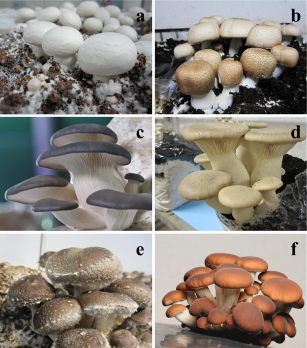 Supplementation in mushroom crops and its impact on yield and quality, AMB  Express