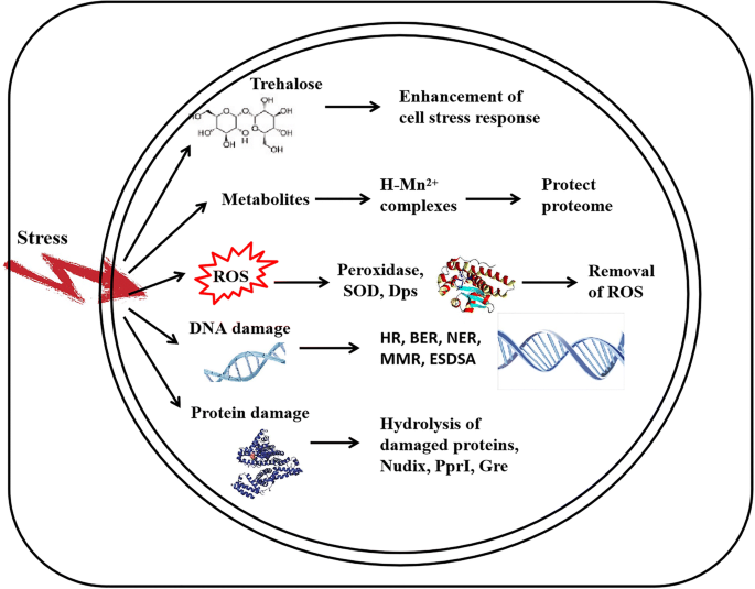The radioresistant and survival mechanisms of Deinococcus