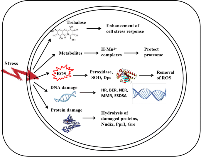 Schematic representation of the response of Deinococcus