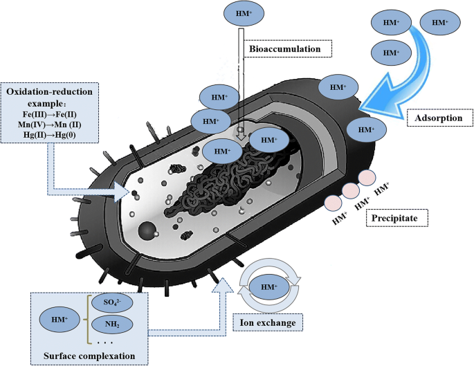 New features of the cell wall of the radio-resistant bacterium