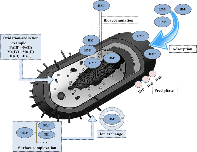 Deinococcus radiodurans — the consummate survivor