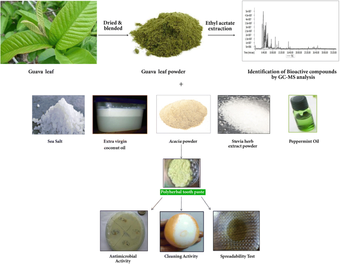 Extraction of bioactive compounds from Psidium guajava and their  application in dentistry | AMB Express | Full Text