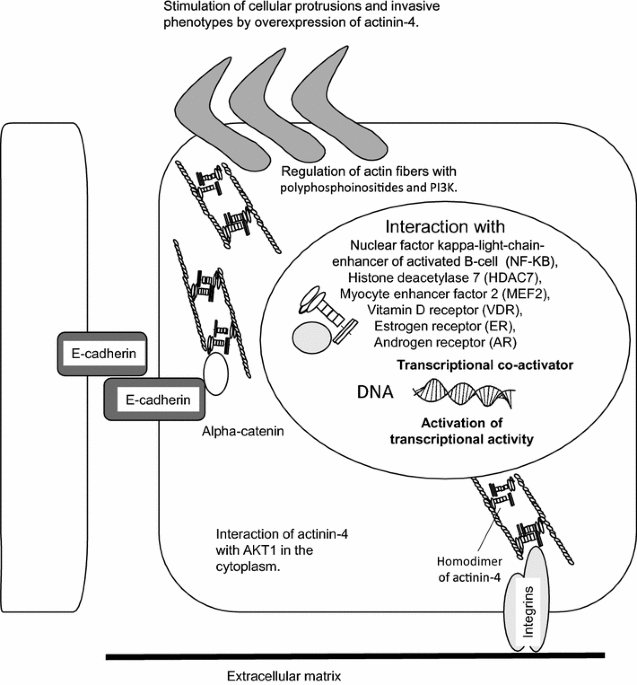 PDF) ACTN4 gene amplification is a predictive biomarker for