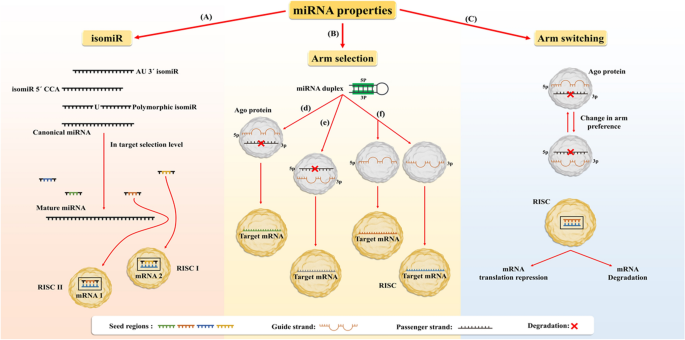 MicroRNA-411 and Its 5′-IsomiR Have Distinct Targets and Functions