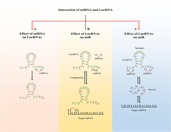 MicroRNA-411 and Its 5′-IsomiR Have Distinct Targets and Functions