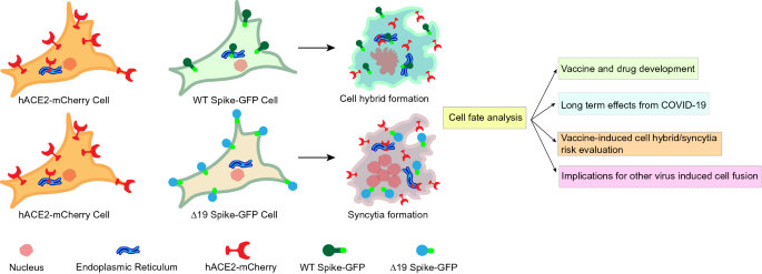 Deletion of ER-retention motif on SARS-CoV-2 spike protein reduces cell  hybrid during cell–cell fusion | Cell & Bioscience | Full Text