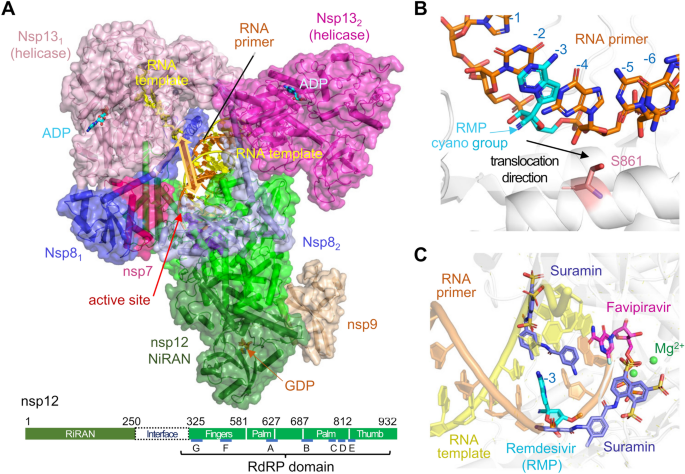 Structural basis of RNA cap modification by SARS-CoV-2