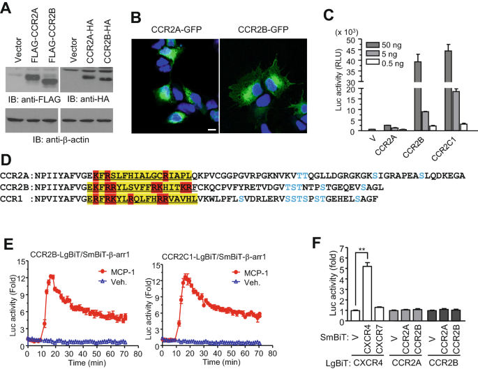 Cloning and Functional Expression of mCCR2, a Murine Receptor for the C-C  Chemokines JE and FIC - ScienceDirect