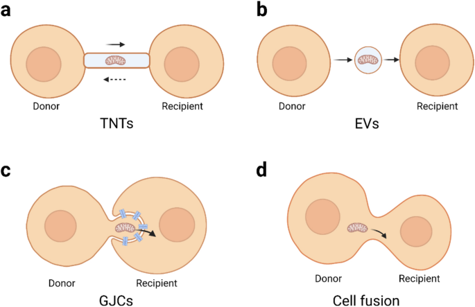 Mitochondrial transfer/transplantation: an emerging therapeutic approach for multiple diseases
