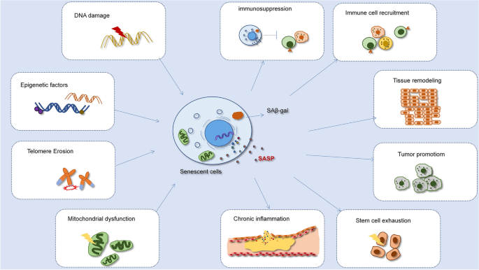 The multifaceted role of the SASP in atherosclerosis: from mechanisms to therapeutic opportunities