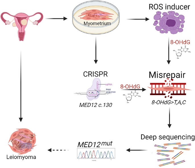 effects of glutathione on fibroids Myometrial oxidative stress drives MED12 mutations in leiomyoma | Cell &  Bioscience