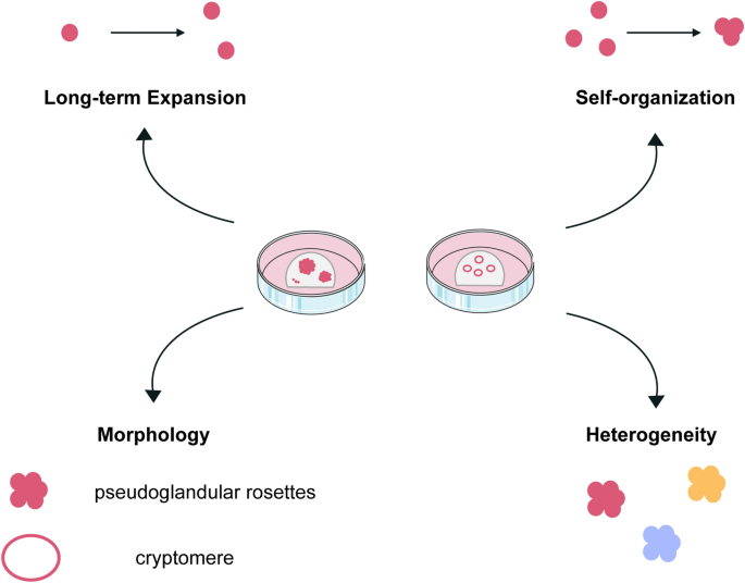 A human multi-lineage hepatic organoid model for liver fibrosis