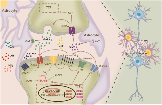 Restoration of the molecular clock is tumor suppressive in neuroblastoma